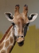 Giraffe-2.jpg